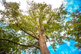 Best Tree Preservation Services  in West Buechel, KY