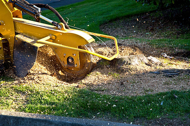 Why Choose Our Tree Removal Services in West Buechel, KY?